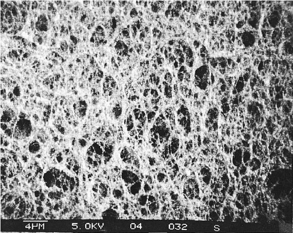 Foam structure under SEM